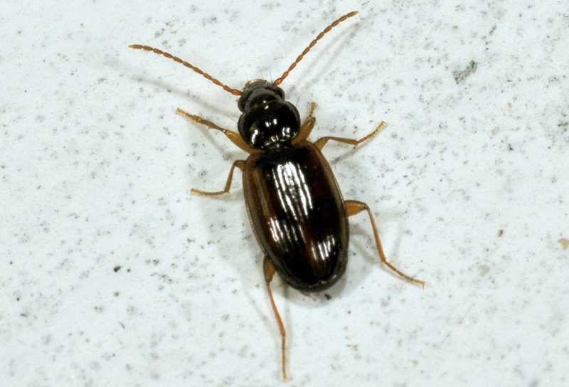 Trechus quadristriatus, Carabidae